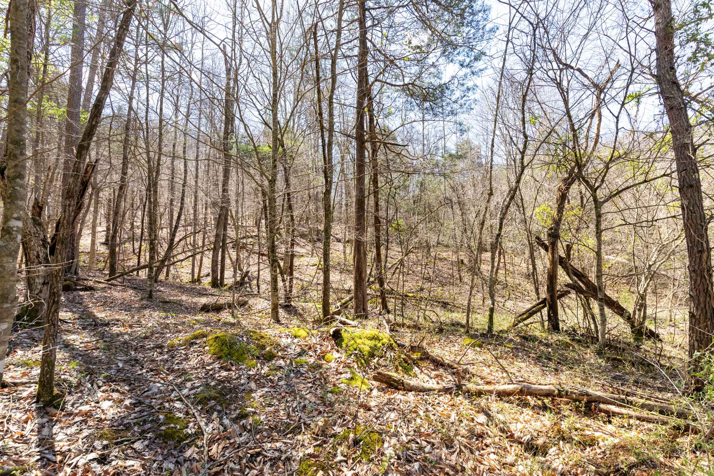 Woodland Heights Tract 7 photo 29