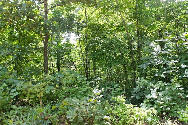 Green Mountain Ranch Tract 52 photo 2