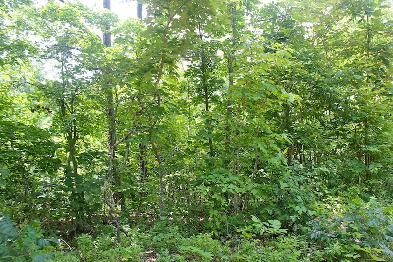 Green Mountain Ranch Tract 52 photo 3