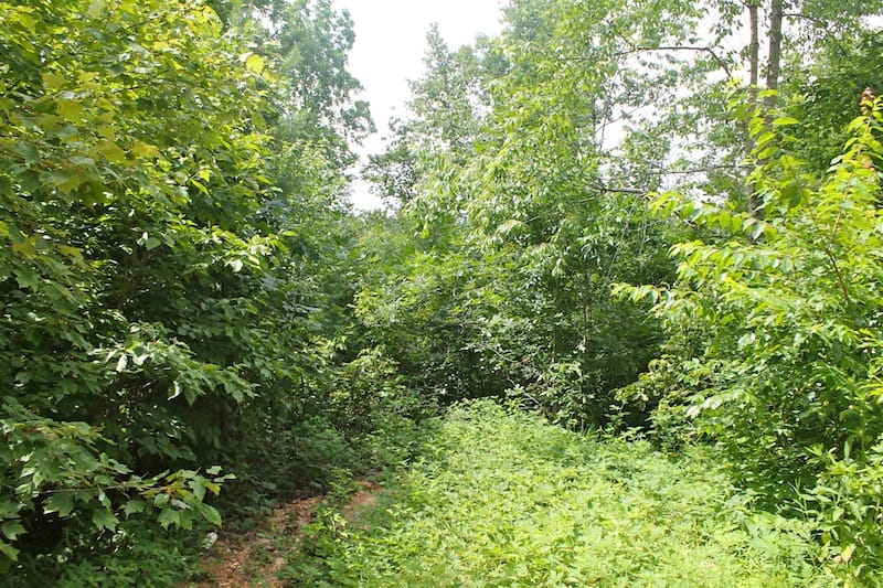 Green Mountain Ranch Tract 52 photo 4