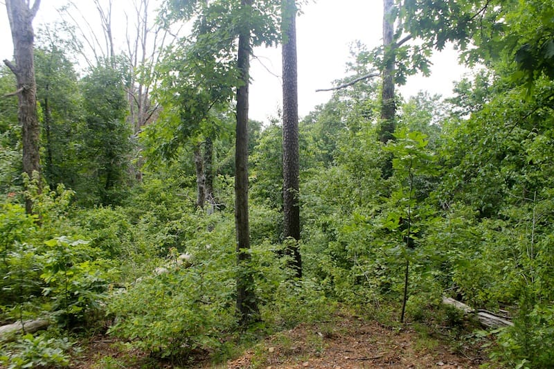 Green Mountain Ranch Tract 52 photo 5