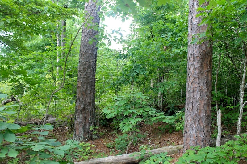 Green Mountain Ranch Tract 52 photo 6
