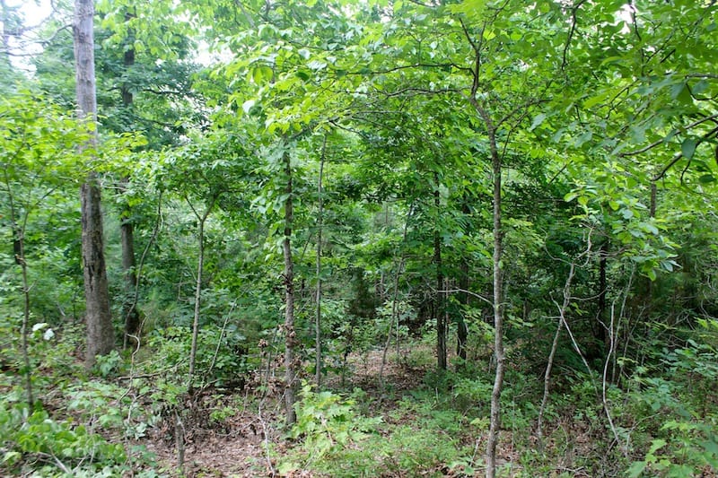 Green Mountain Ranch Tract 52 photo 7