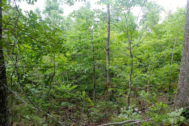 Green Mountain Ranch Tract 52 photo 8