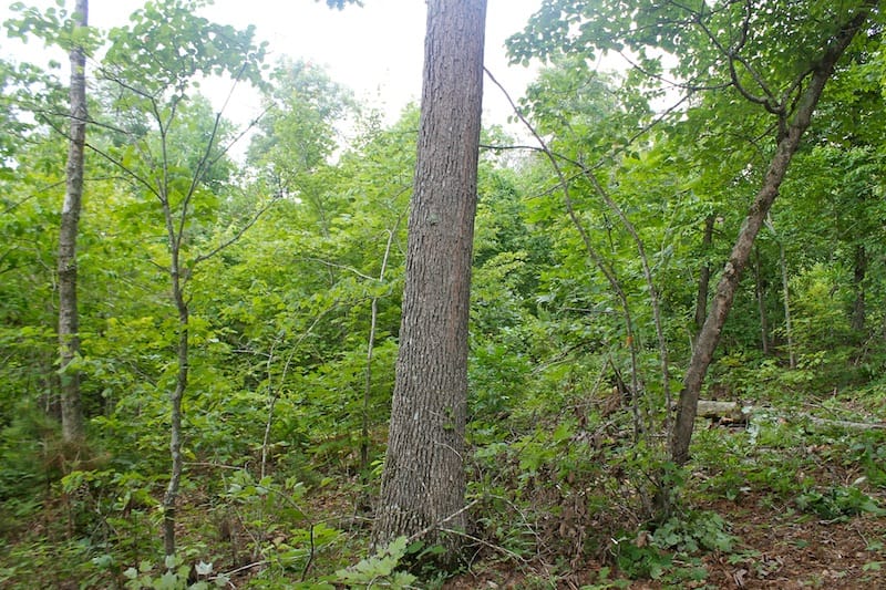 Green Mountain Ranch Tract 52 photo 9