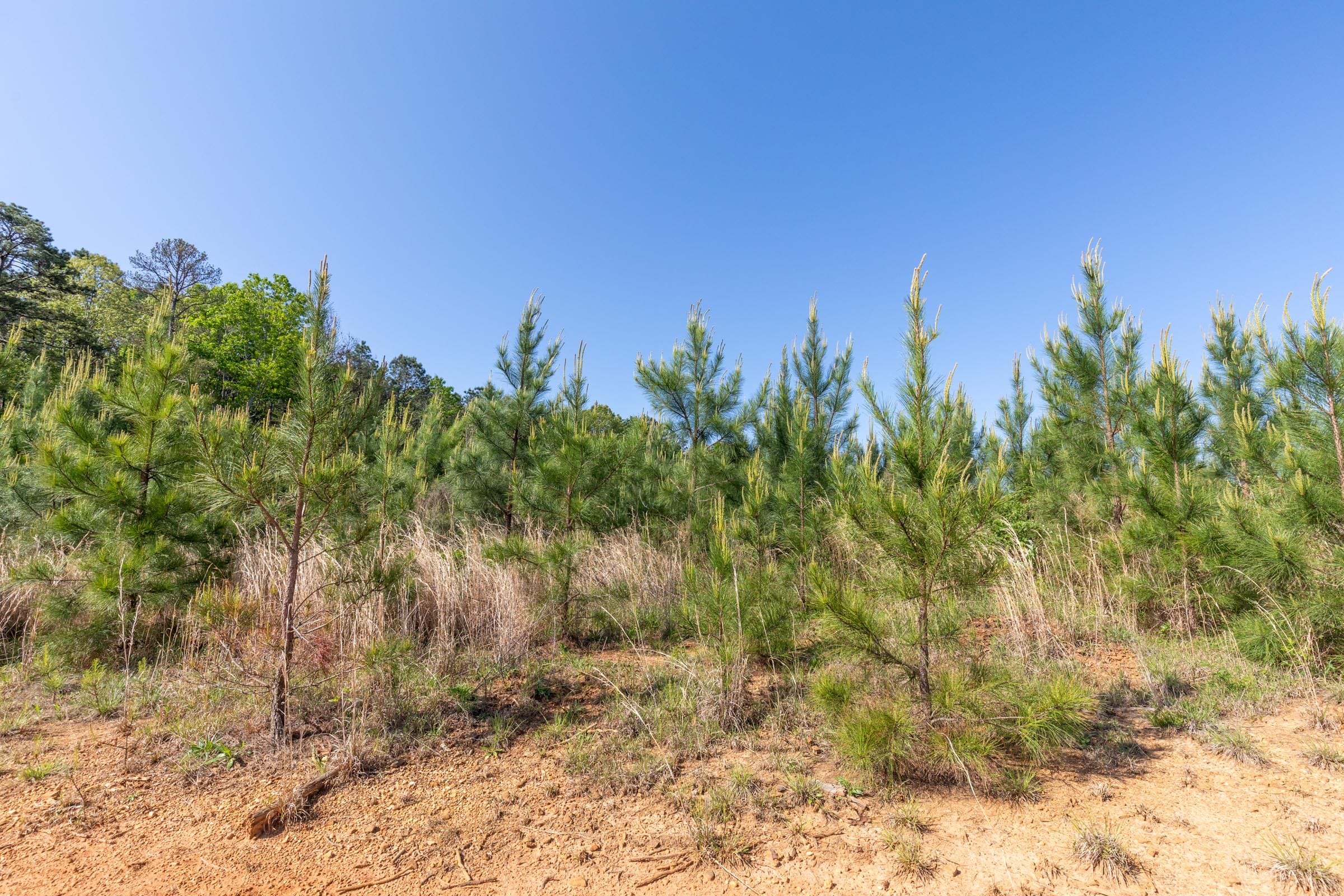 Clear Wood Tract 61 photo 8