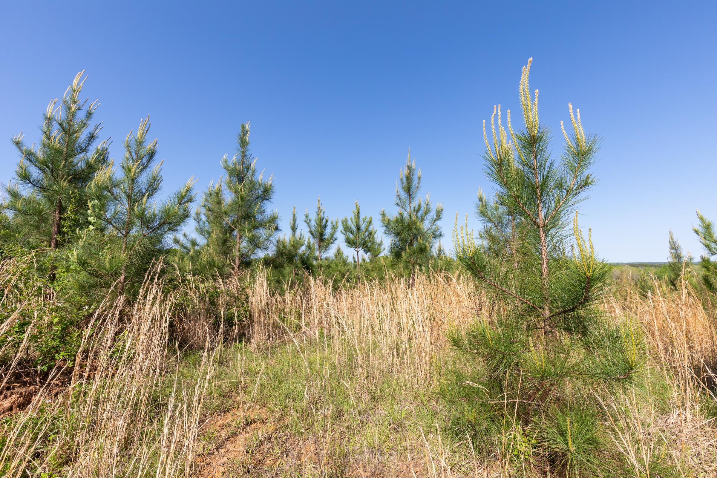 Clear Wood Tract 61 photo 9