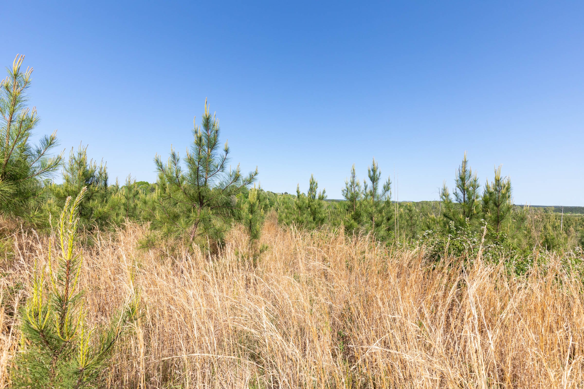 Clear Wood Tract 61 photo 10