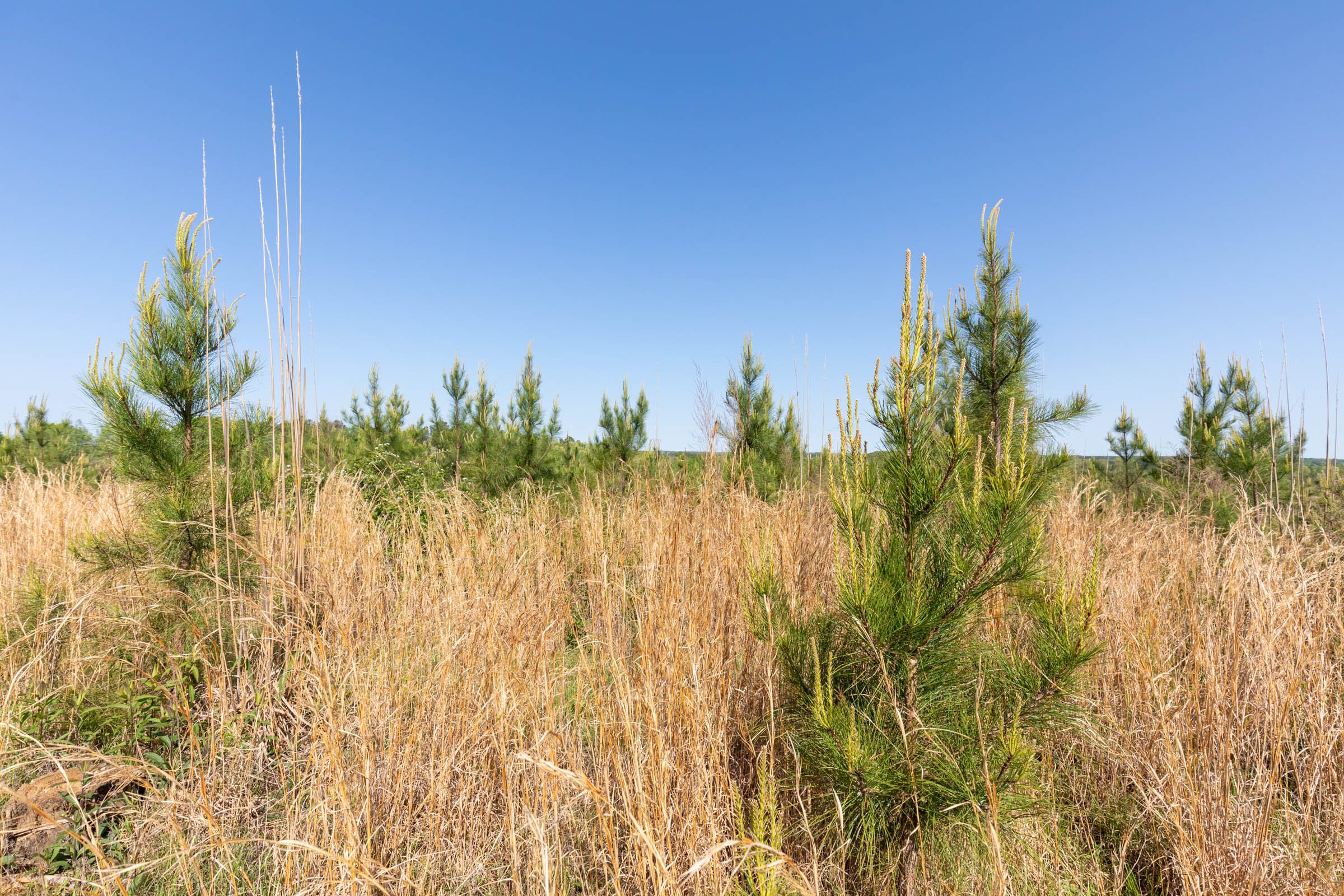 Clear Wood Tract 61 photo 11