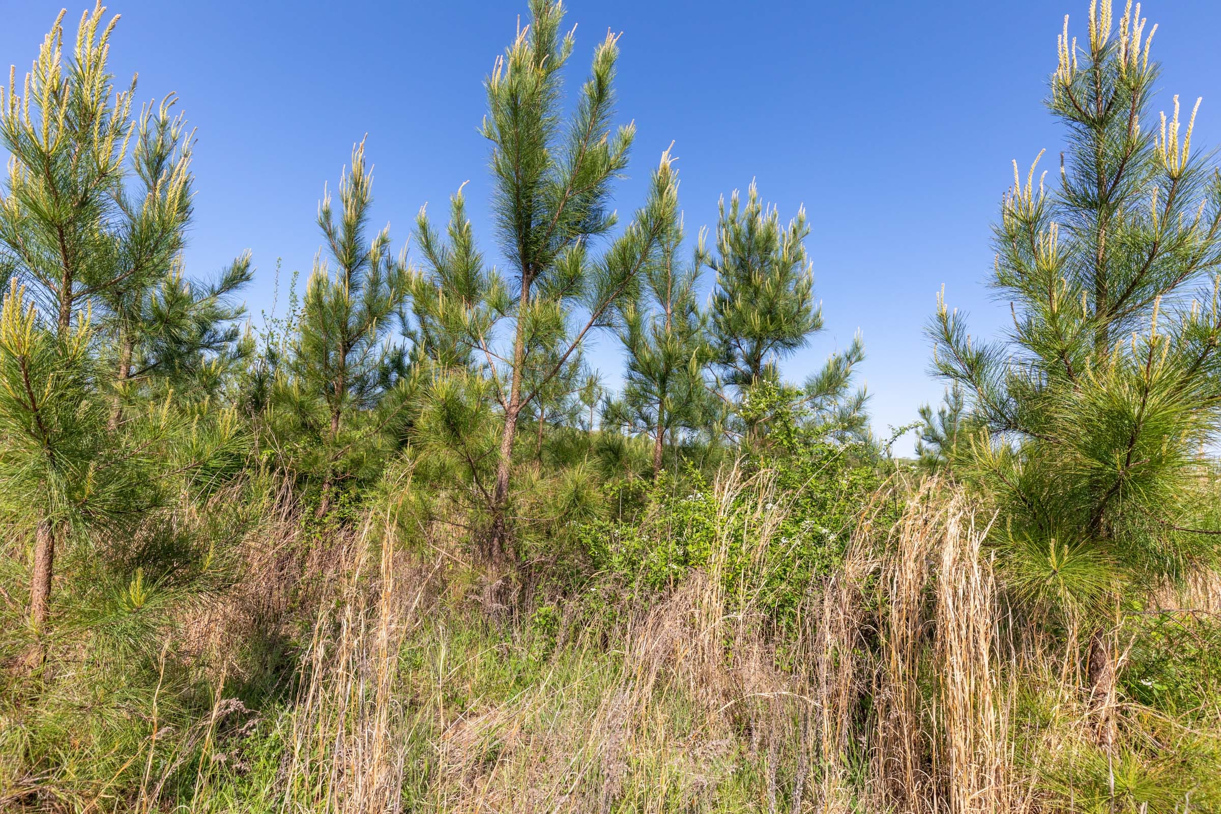 Clear Wood Tract 61 photo 14