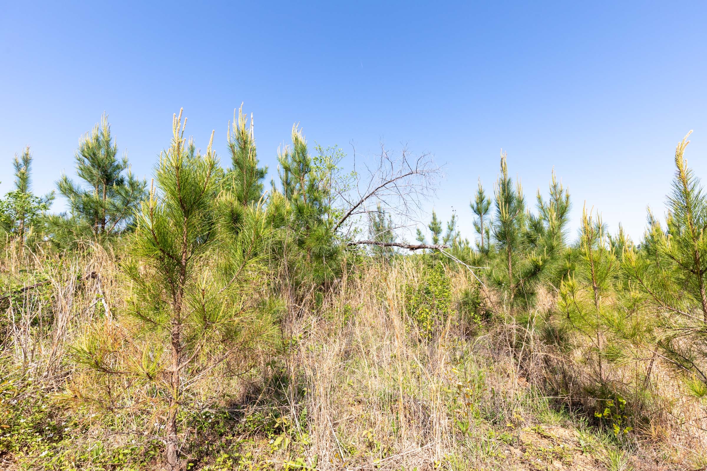 Clear Wood Tract 61 photo 18