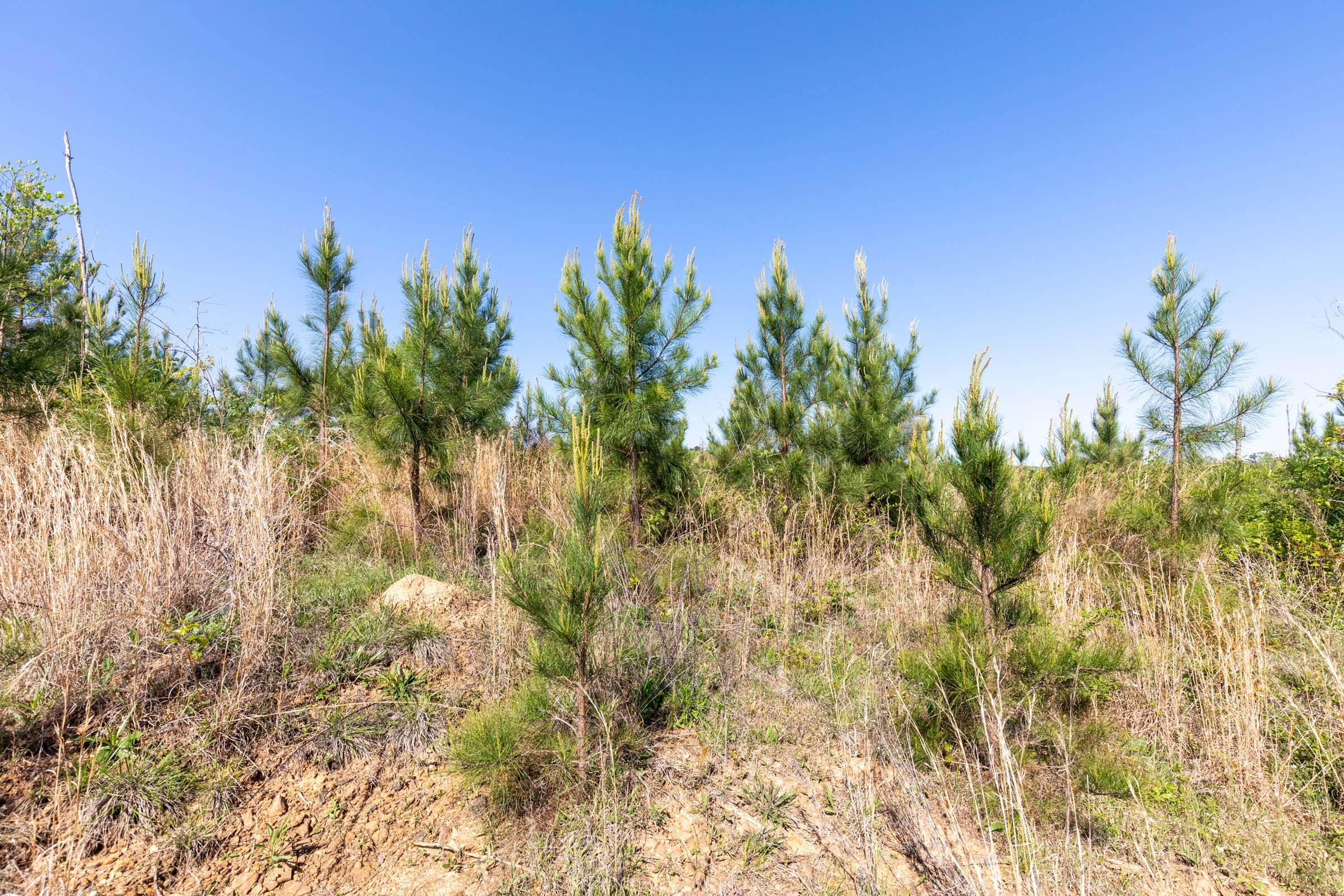 Clear Wood Tract 61 photo 19