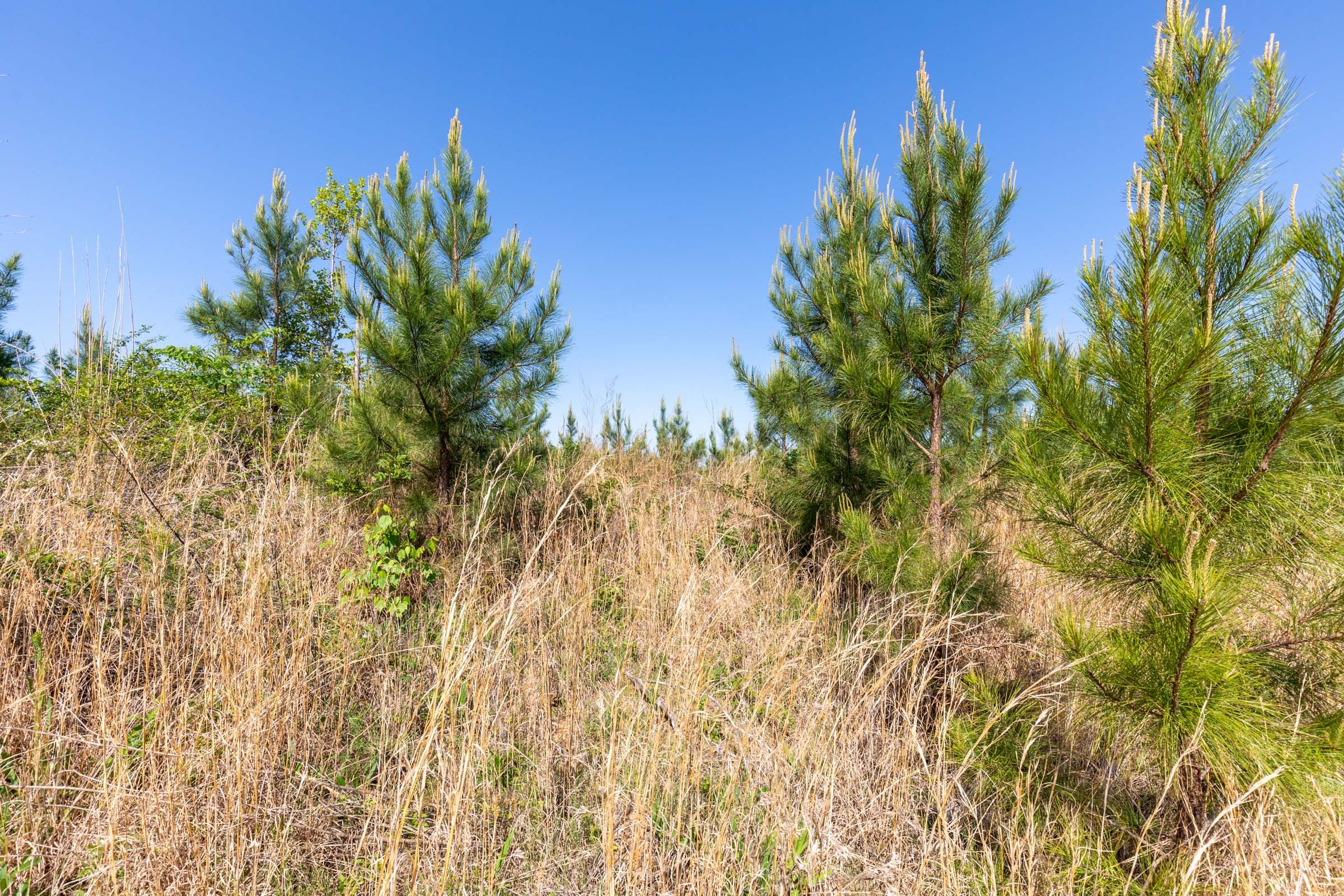 Clear Wood Tract 61 photo 21