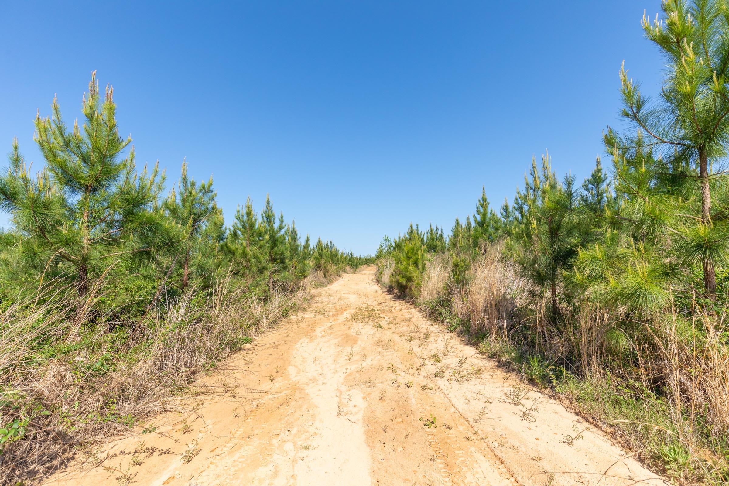Clear Wood Tract 61 photo 23