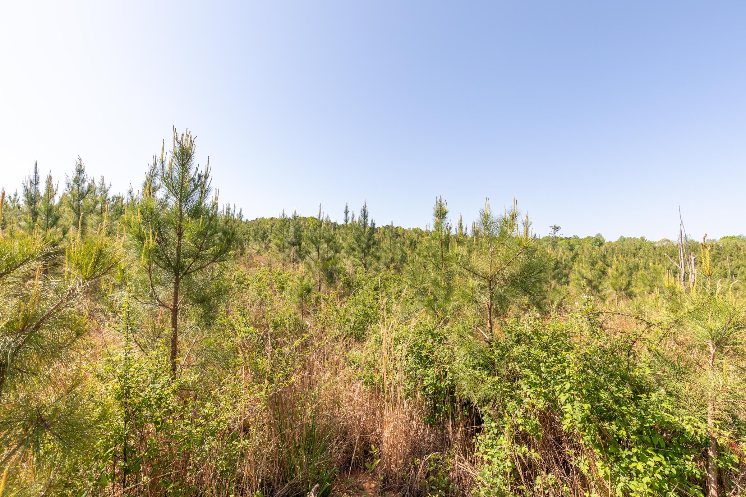 Clear Wood Tract 61 photo 25