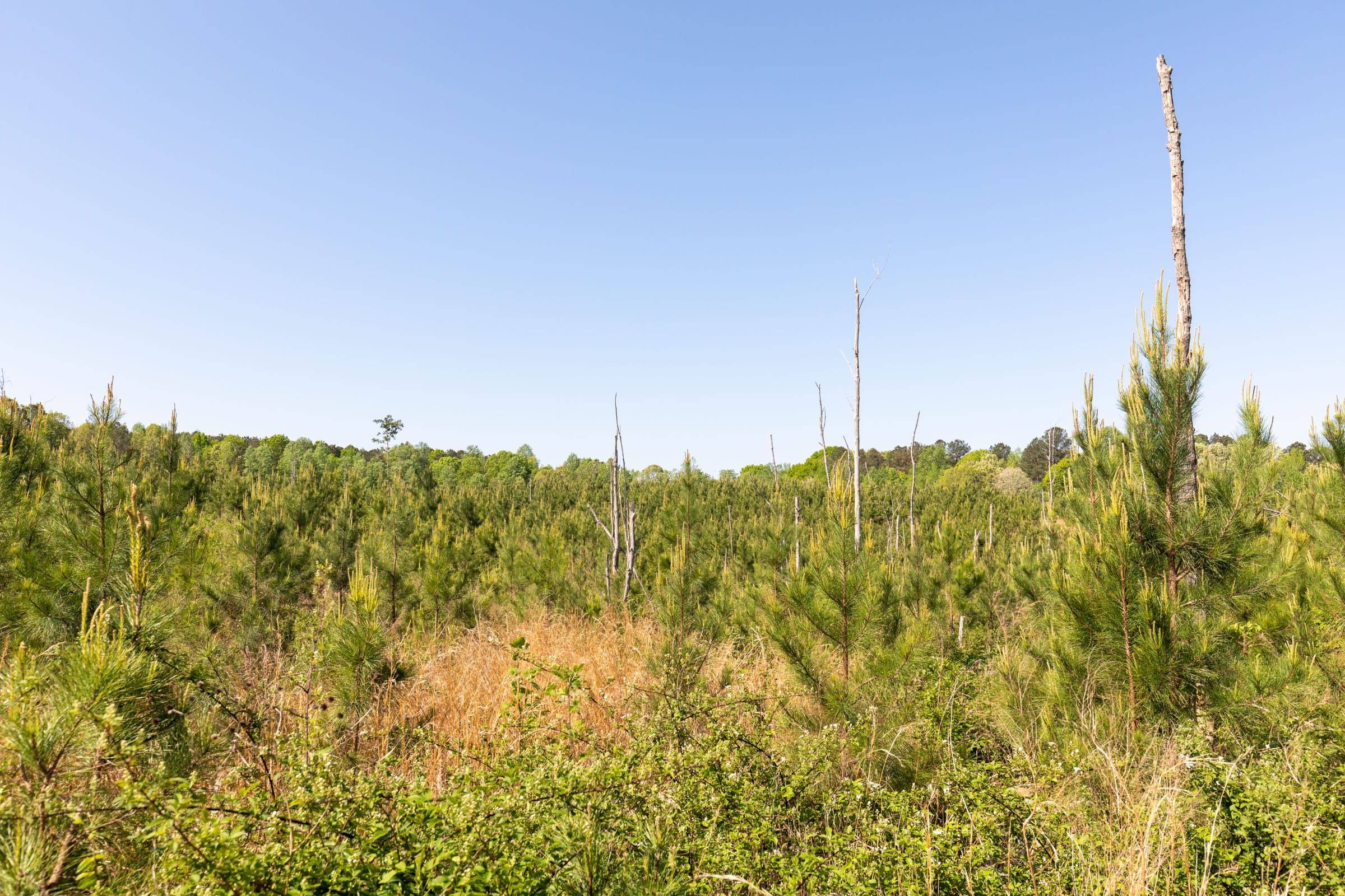 Clear Wood Tract 61 photo 26