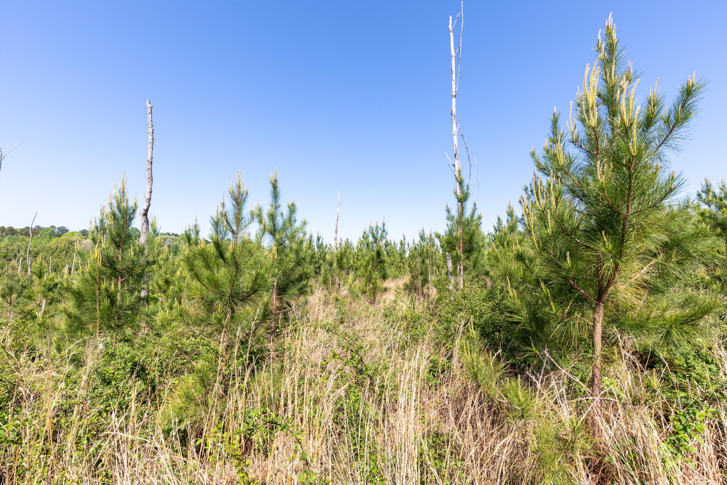 Clear Wood Tract 61 photo 27