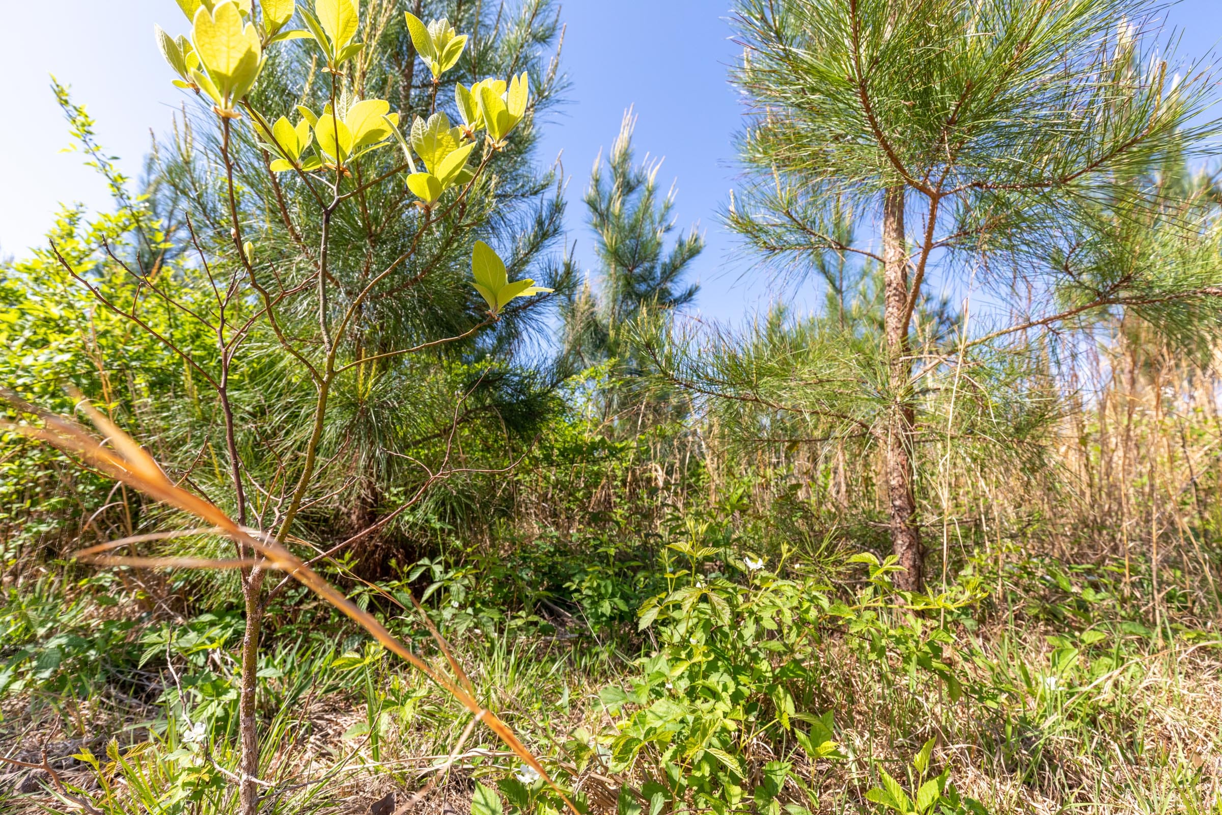 Clear Wood Tract 61 photo 28