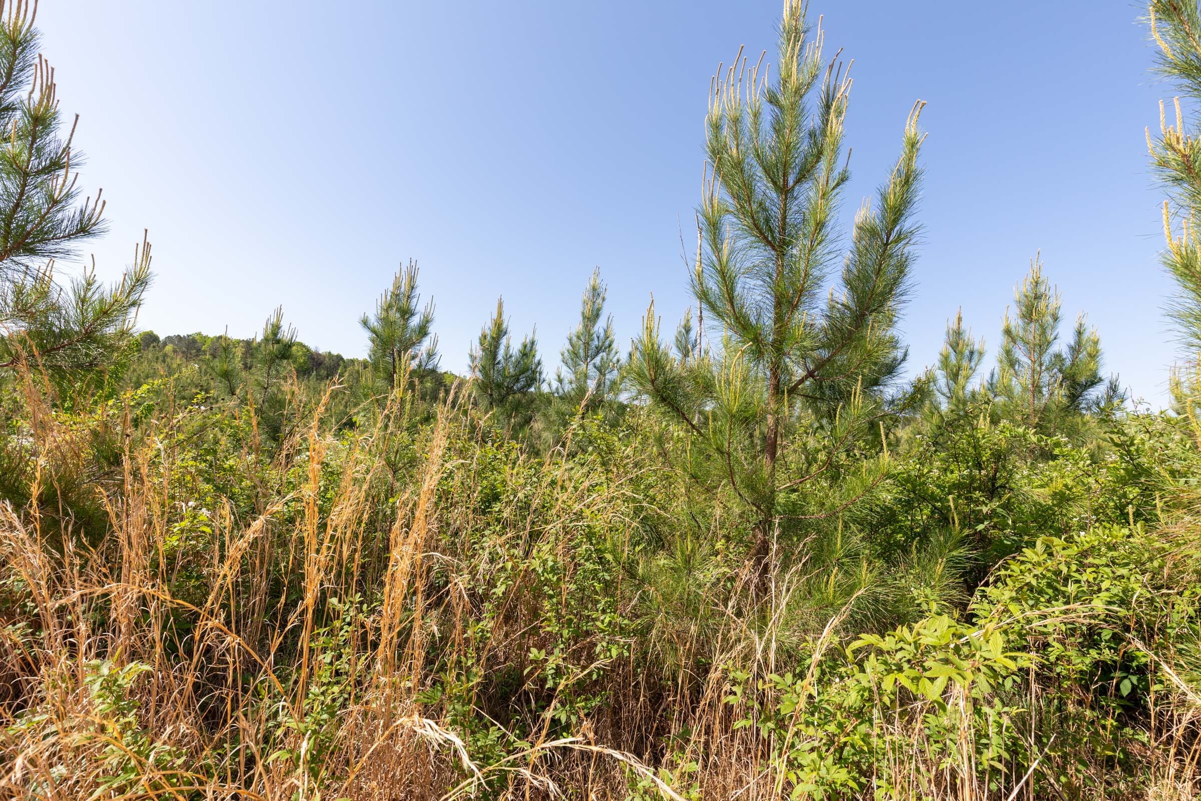 Clear Wood Tract 61 photo 29