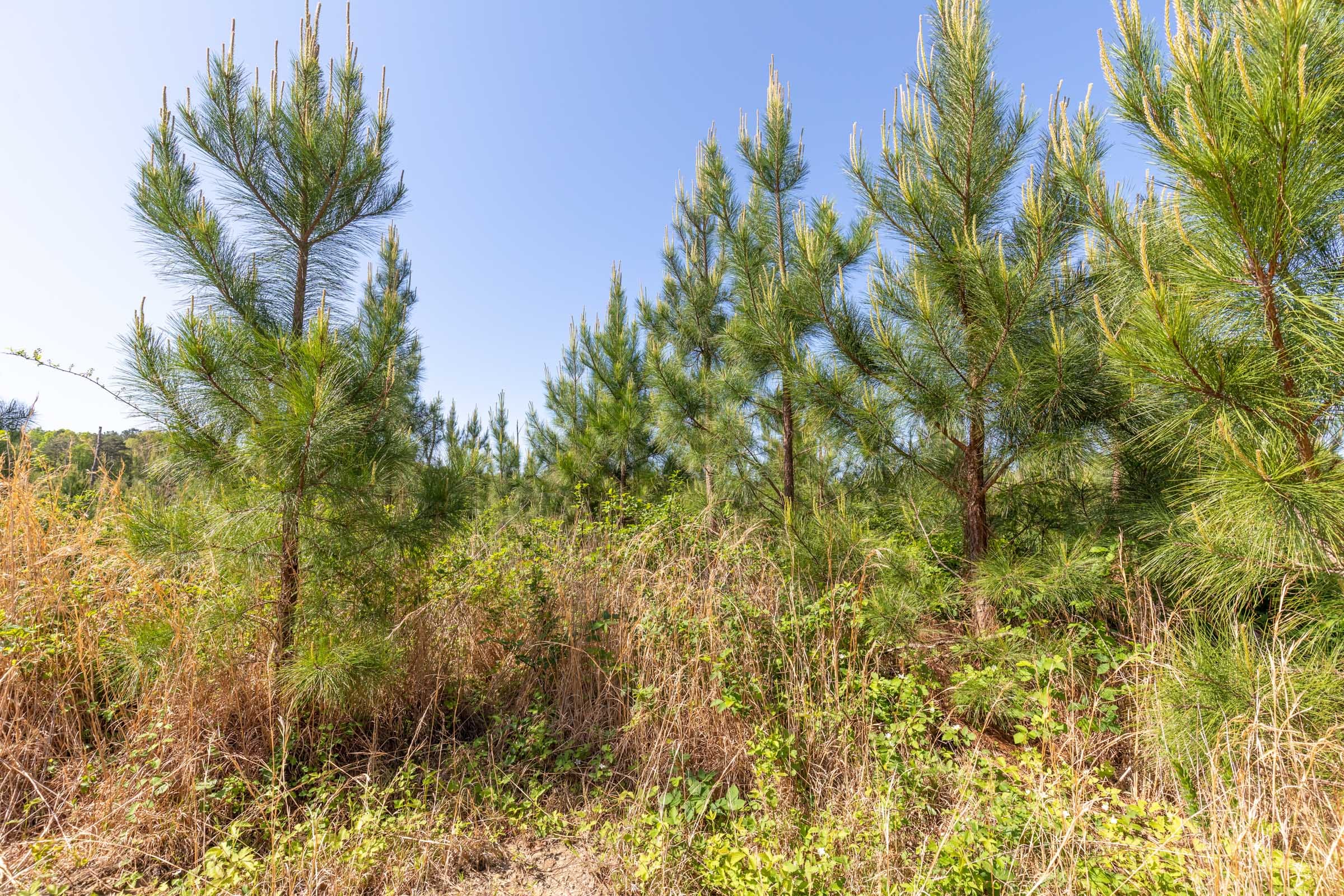 Clear Wood Tract 61 photo 30