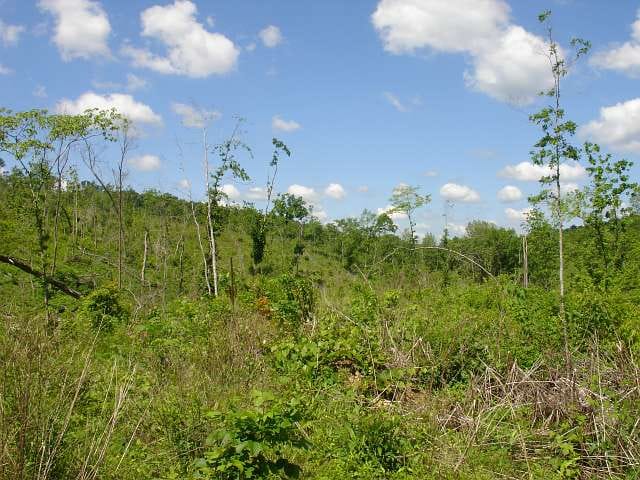 Antler Ridge Tract 24 photo 1