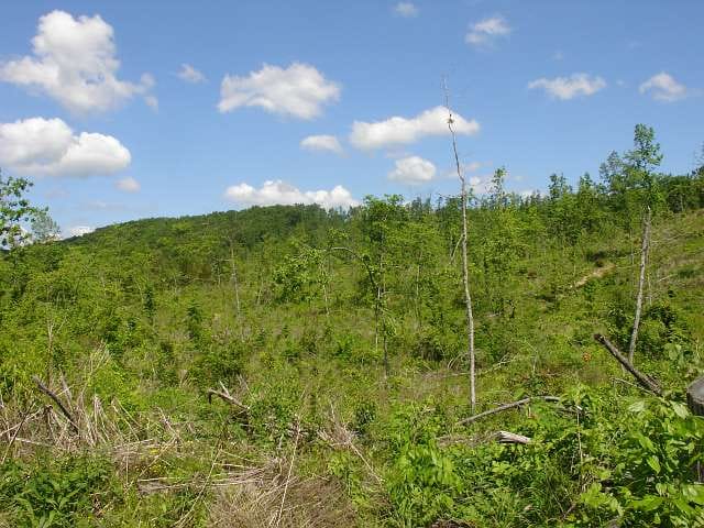 Antler Ridge Tract 24 photo 2