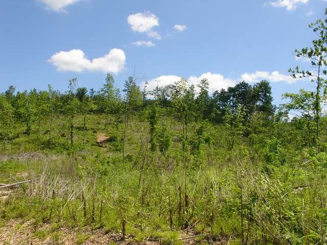 Antler Ridge Tract 24 photo 4