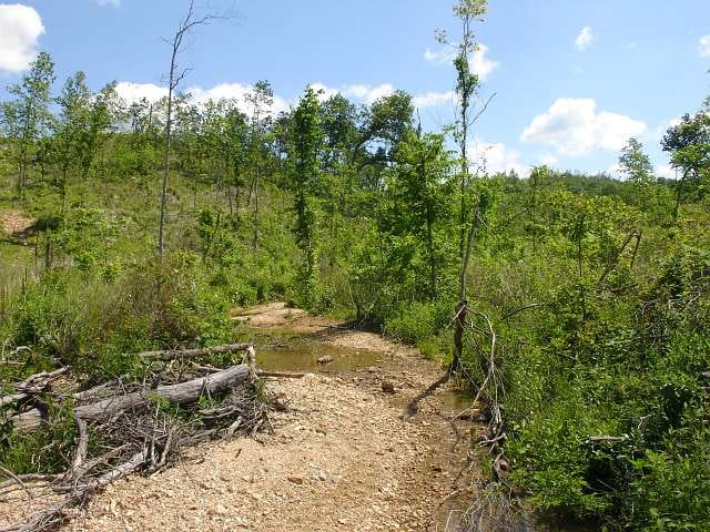 Antler Ridge Tract 24 photo 5