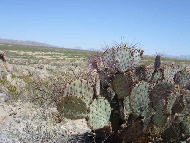 El Paso Ranches Tract 3 photo 12