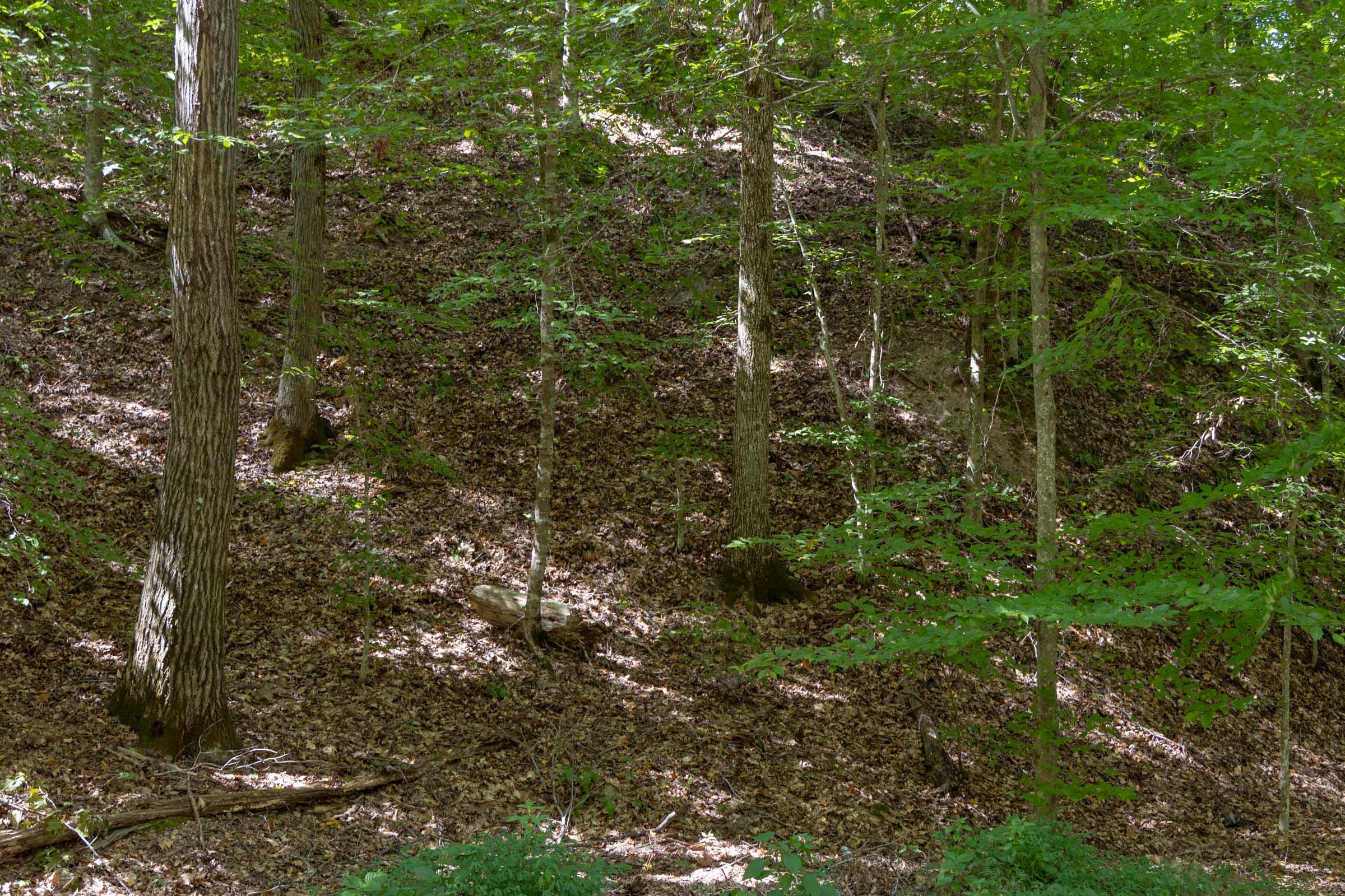 Big White Oak Tract 25 photo 5