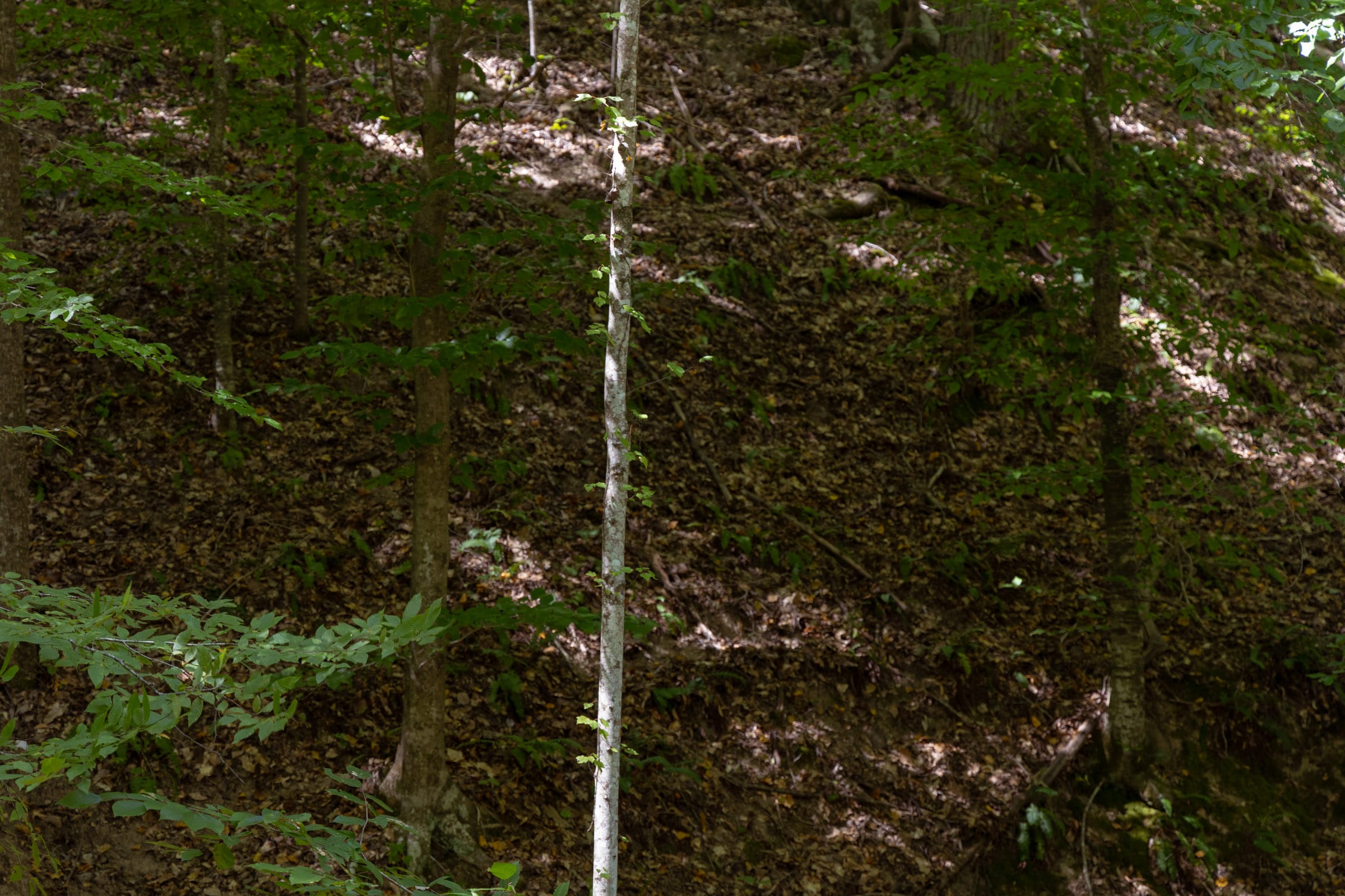 Big White Oak Tract 25 photo 9