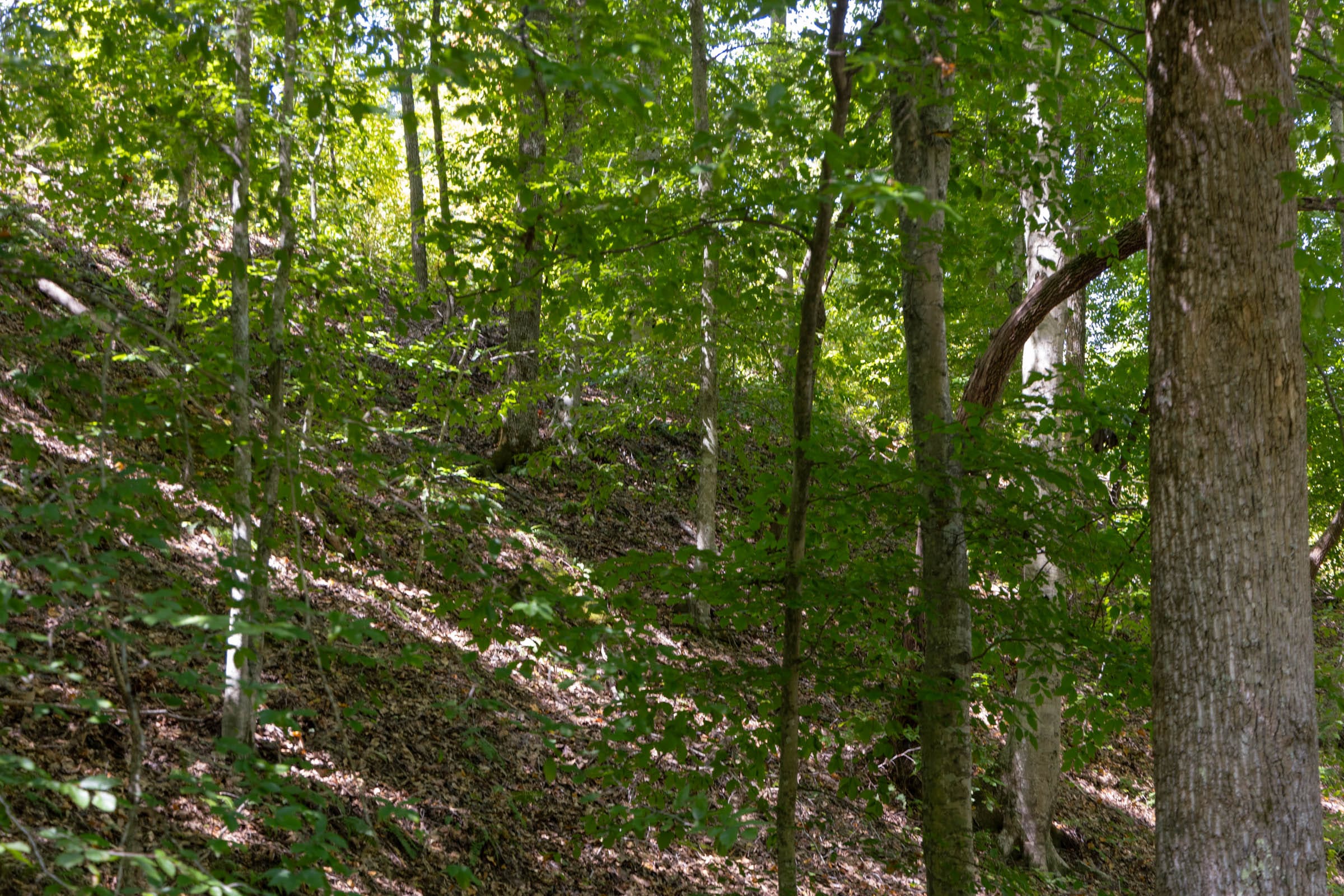 Big White Oak Tract 25 photo 4