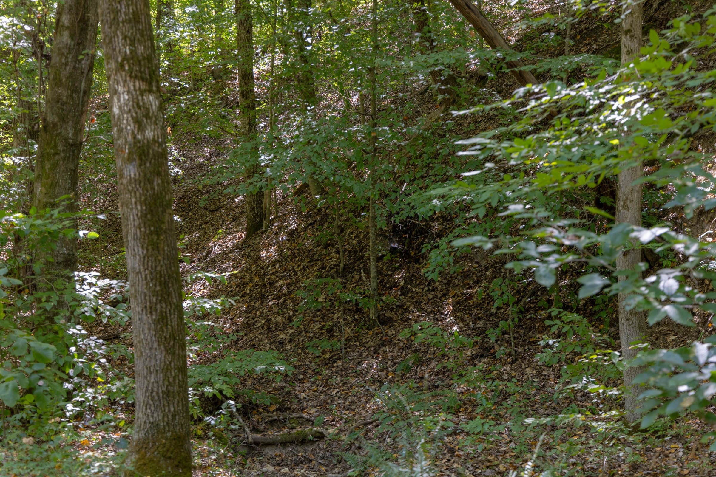 Big White Oak Tract 25 photo 7