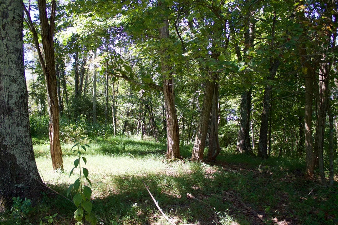 Heritage Hollow Tract 17 photo 3