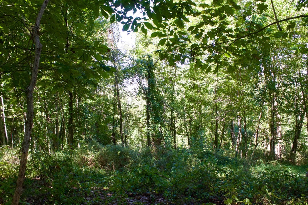 Heritage Hollow Tract 17 photo 7