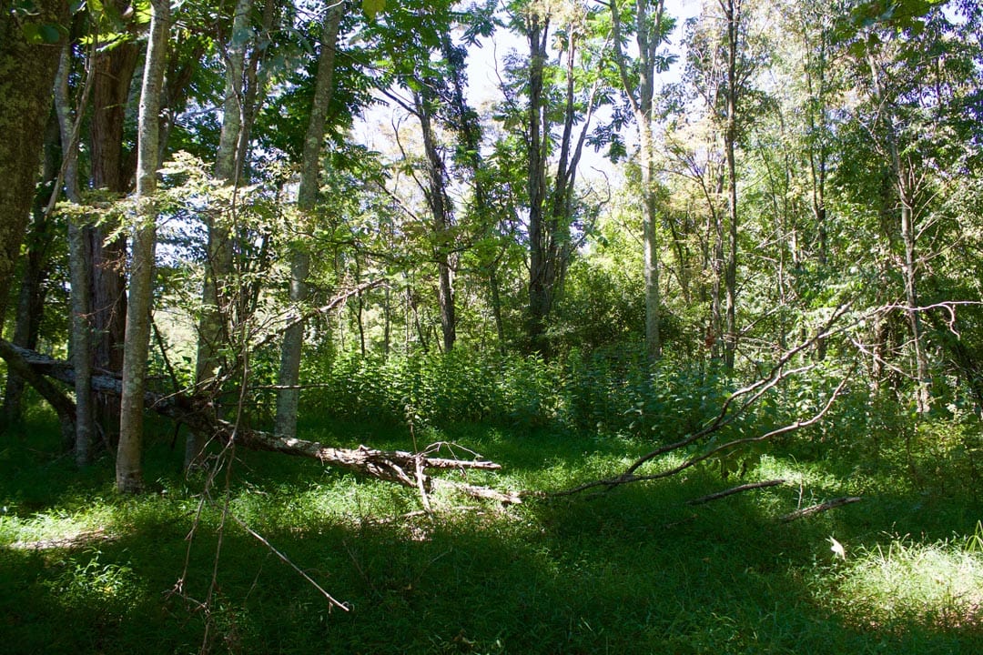 Heritage Hollow Tract 17 photo 8