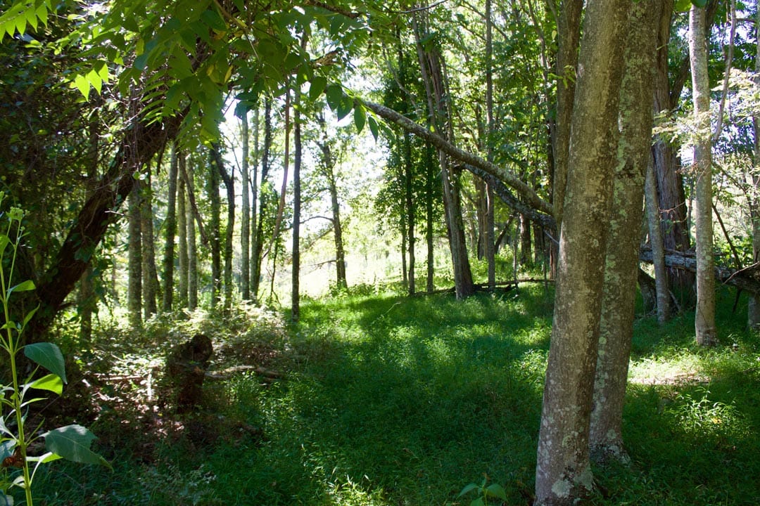 Heritage Hollow Tract 17 photo 9