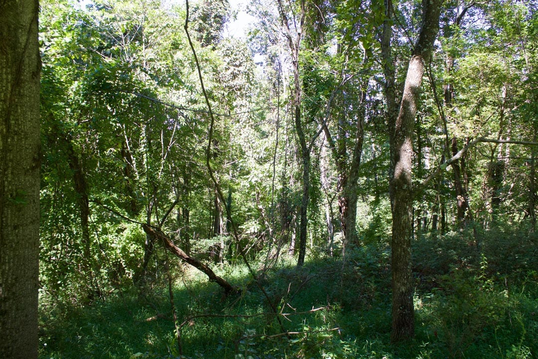 Heritage Hollow Tract 17 photo 11