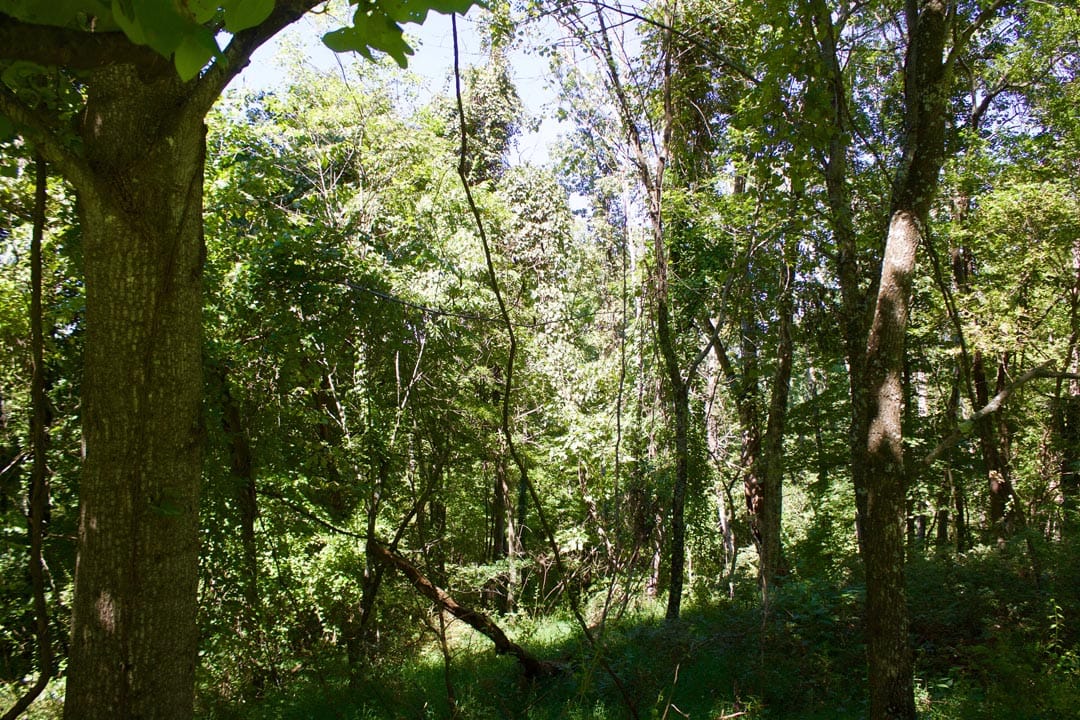 Heritage Hollow Tract 17 photo 12