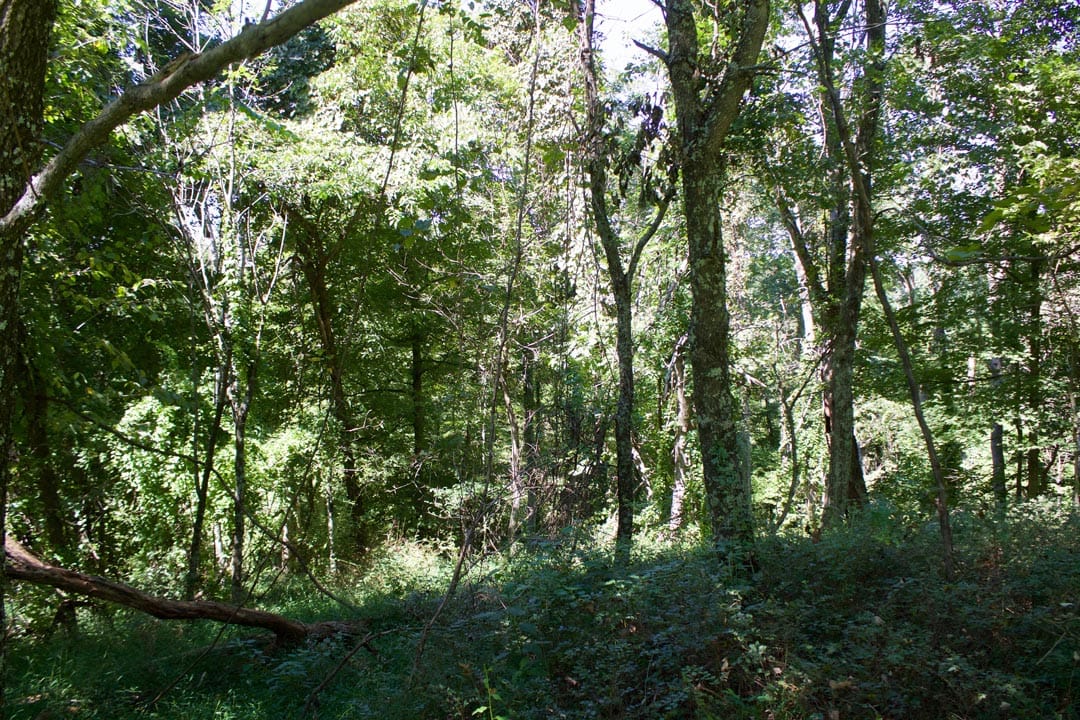 Heritage Hollow Tract 17 photo 13
