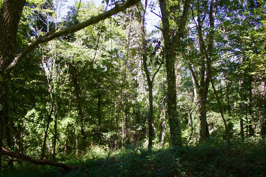 Heritage Hollow Tract 17 photo 14