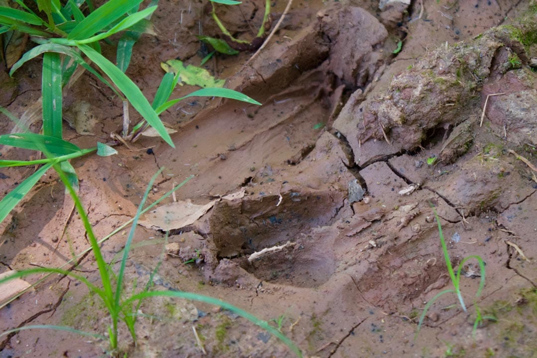 Heritage Hollow Tract 17 photo 18