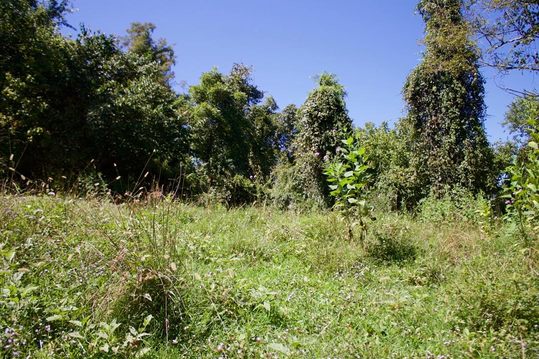 Heritage Hollow Tract 17 photo 20