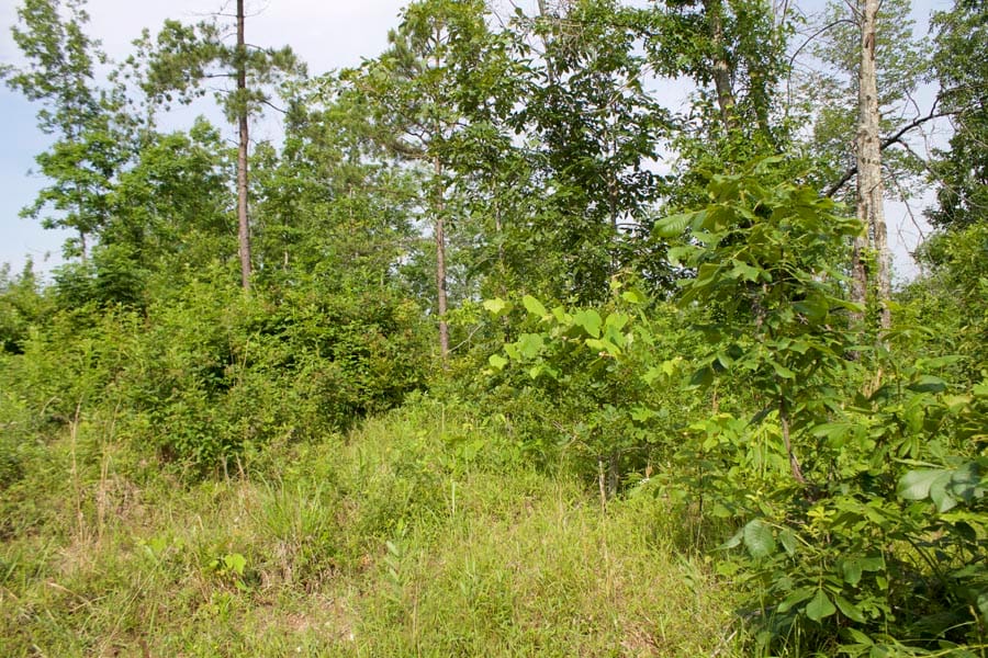 Thunder Mountain Ranch Tract 31 photo 2
