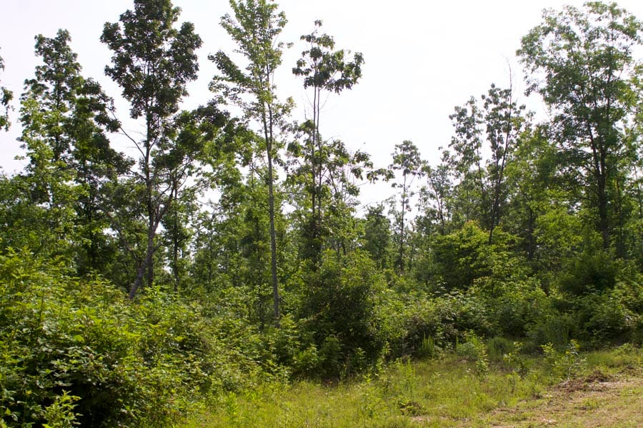 Thunder Mountain Ranch Tract 31 photo 9