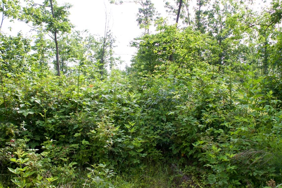Thunder Mountain Ranch Tract 31 photo 12