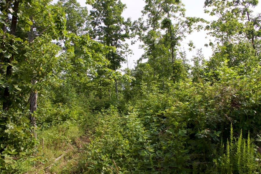 Thunder Mountain Ranch Tract 31 photo 13