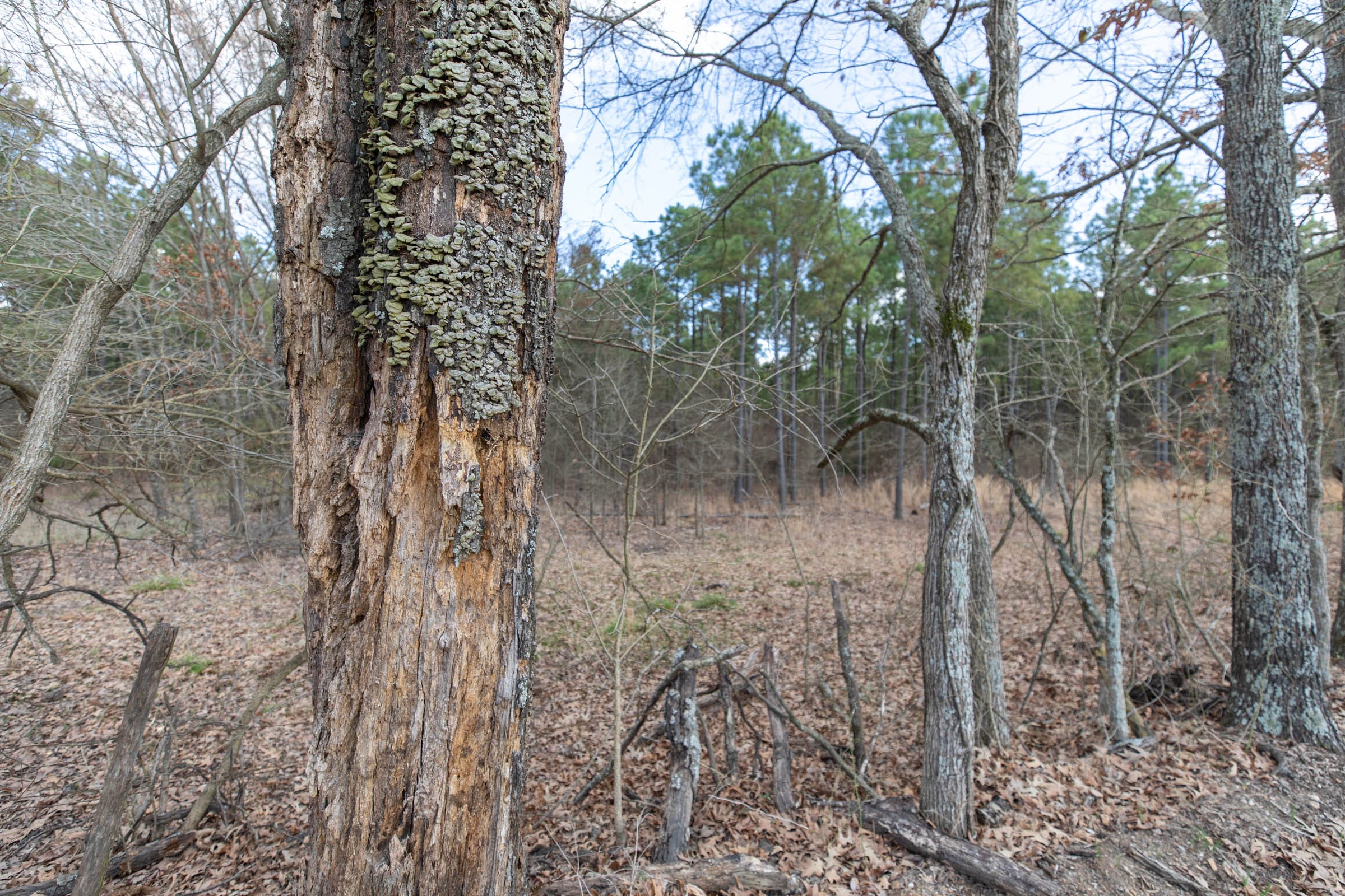 Wishing Star Ranch Tract 41 photo 3