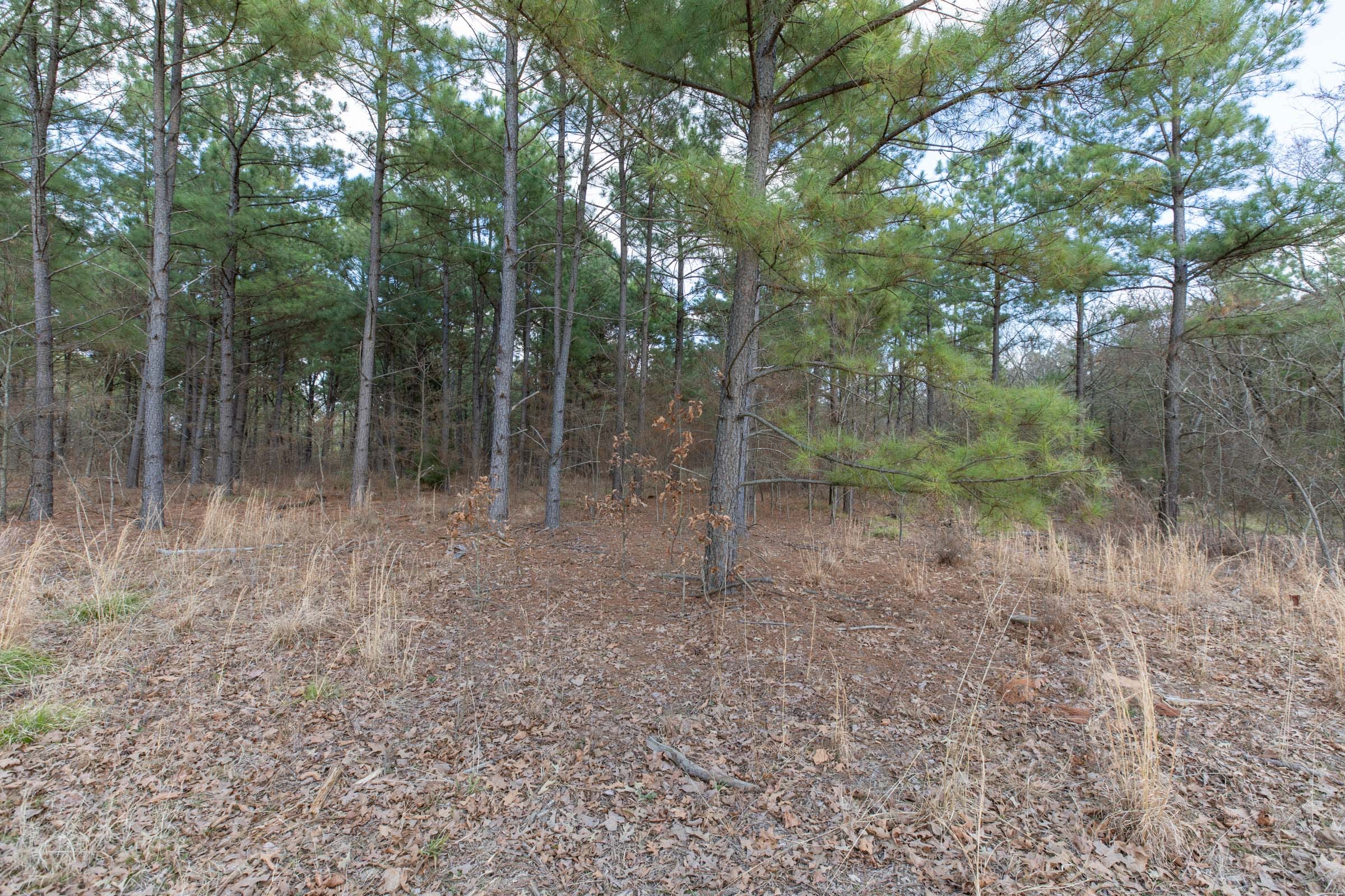 Wishing Star Ranch Tract 41 photo 8