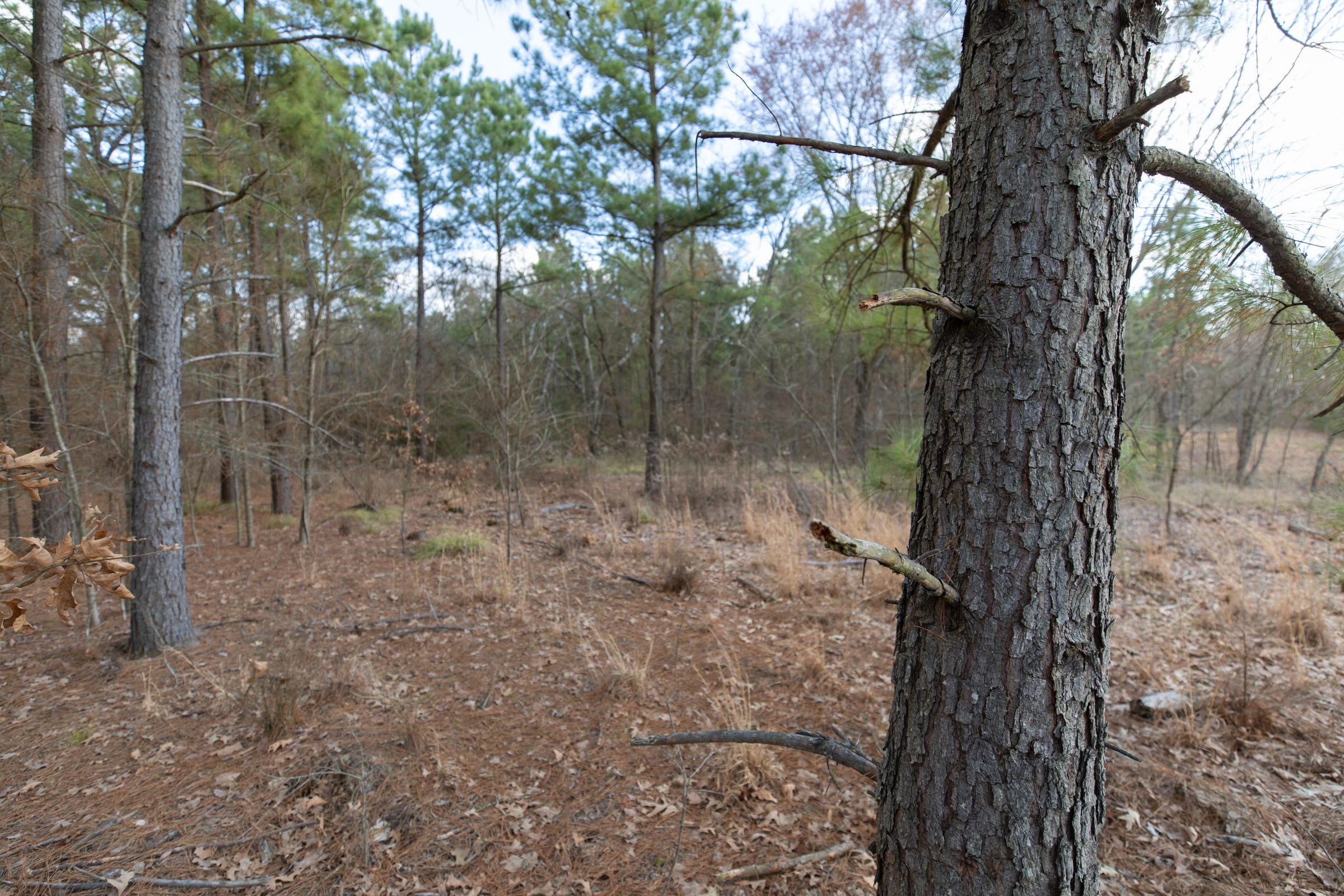 Wishing Star Ranch Tract 41 photo 9
